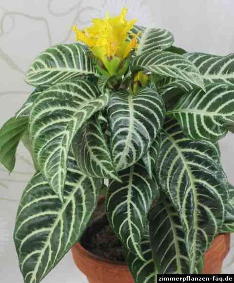 Zebra plant(Aphelandra squarrosa)