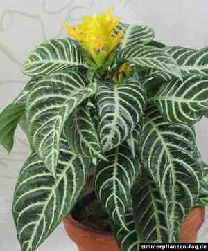 Zebra plant(Aphelandra squarrosa)