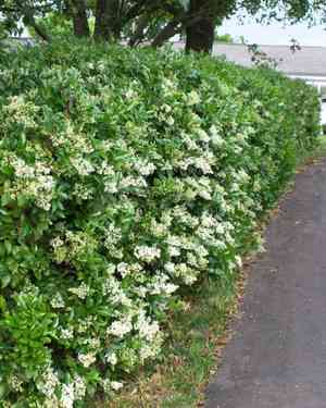 Japanese privet(Ligustrum japonicum)