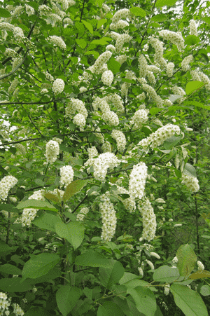 Common chokecherry(Prunus virginiana)