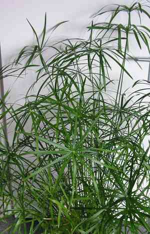Umbrella Sedge(Cyperus alternifolius)