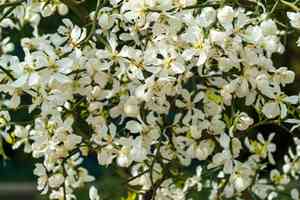 Hardy orange(Citrus trifoliata)