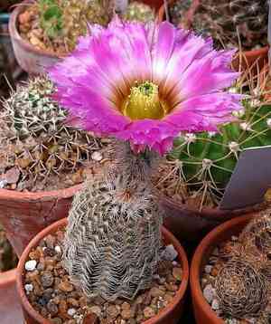 Rainbow cactus(Echinocereus pectinatus)