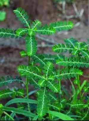 Chamber bitter(Phyllanthus urinaria)