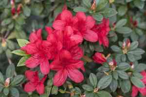Evergreen azalea(Rhododendron indicum)