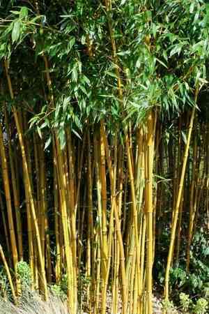 Golden bamboo(Phyllostachys aurea)