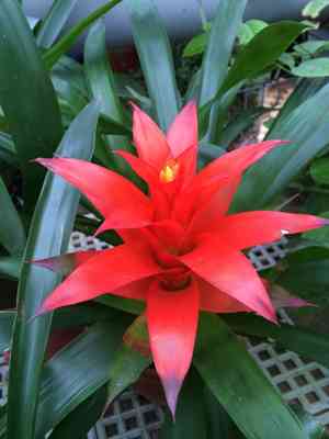 Scarlet-star(Guzmania lingulata)