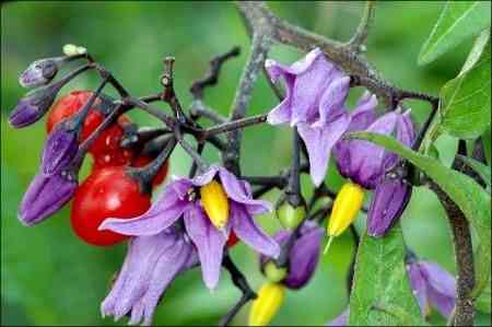 Bittersweet(Solanum dulcamara)