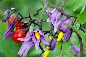 Bittersweet(Solanum dulcamara)