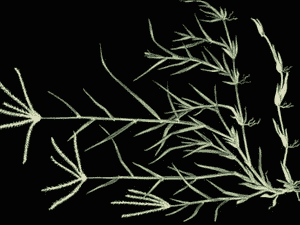 Bermuda grass(Cynodon dactylon)
