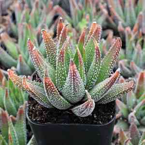 Haworthiopsis attenuata(Haworthiopsis attenuata)
