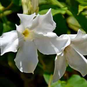 Chilean jasmine(Mandevilla laxa)