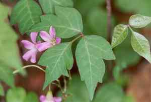 Poison ivy(Toxicodendron radicans)