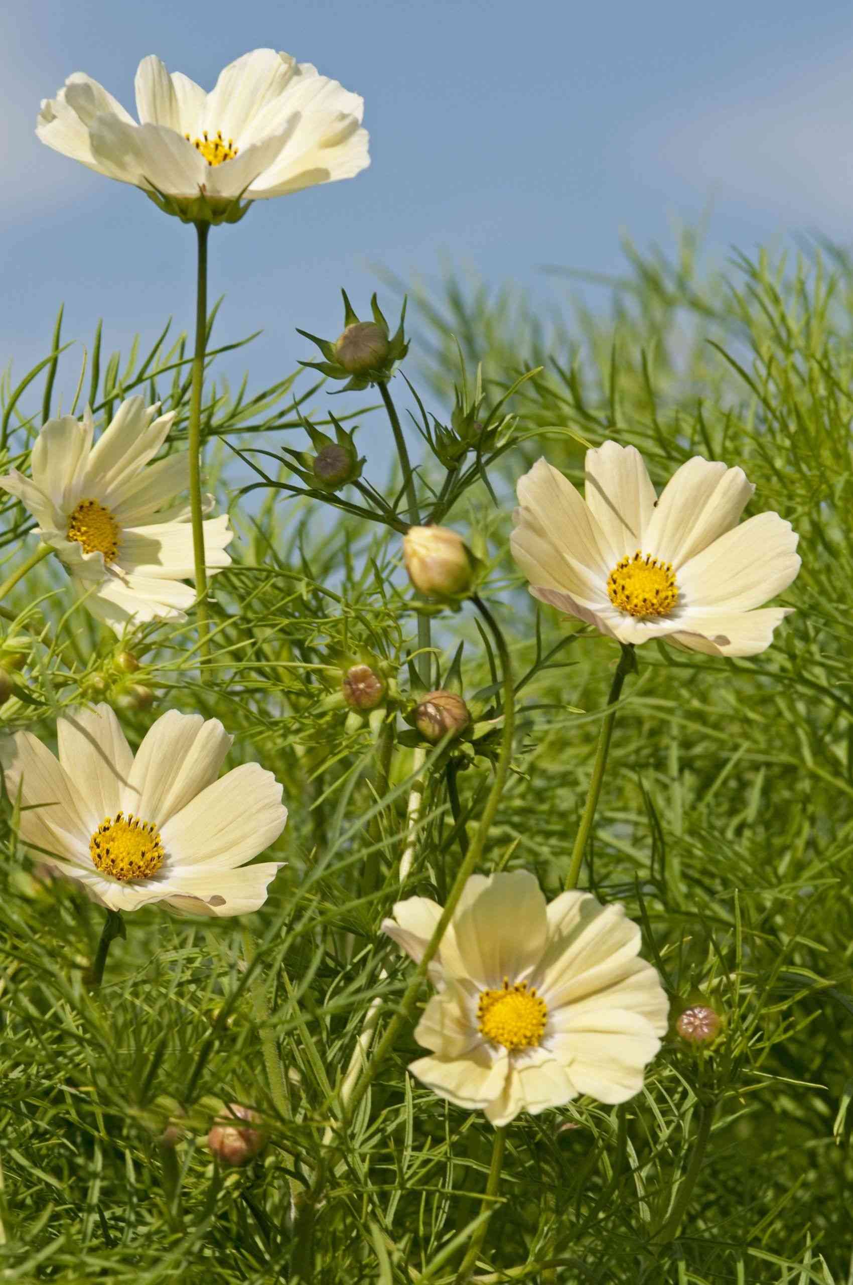 Garden cosmos(Cosmos bipinnatus)