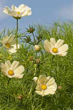 Garden cosmos(Cosmos bipinnatus)