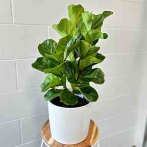 Fiddle-leaf fig(Ficus pandurata)