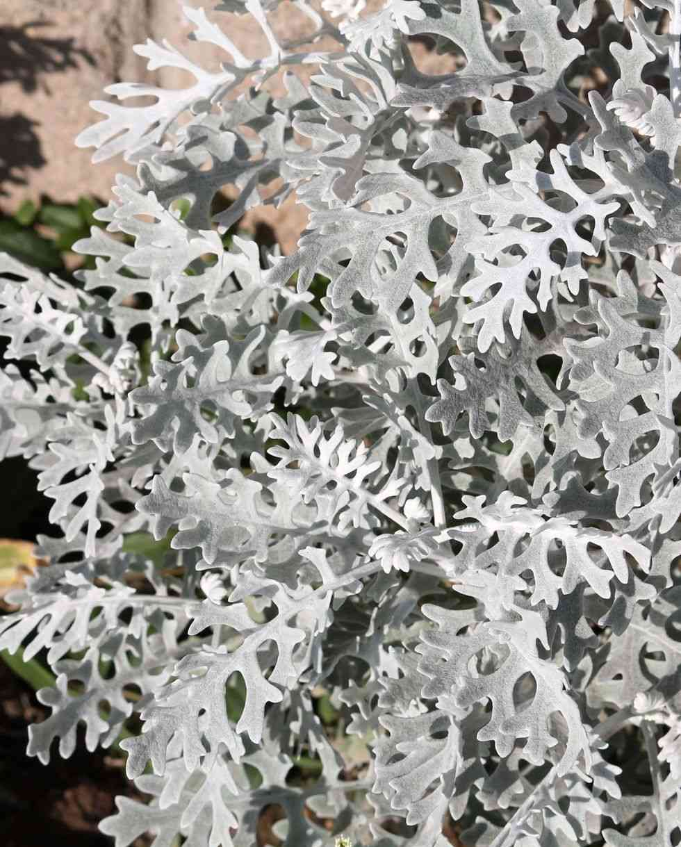 Silver ragwort(Jacobaea maritima)