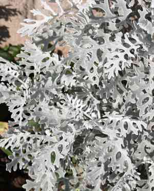Silver ragwort(Jacobaea maritima)