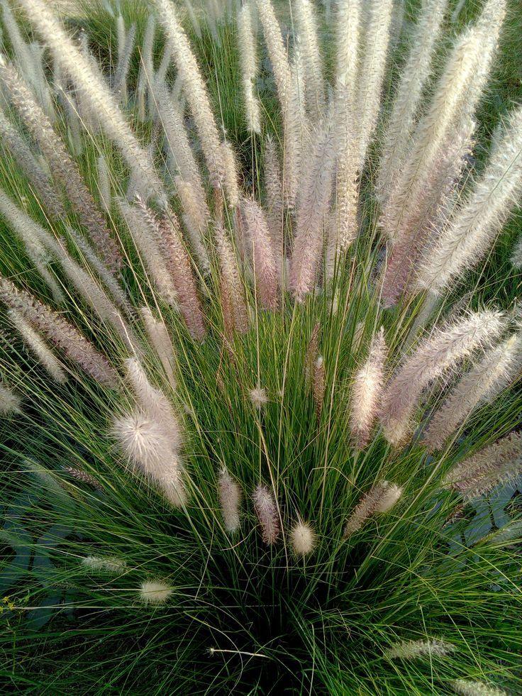 Crimson fountain grass