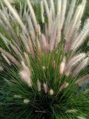 Crimson fountain grass(Cenchrus setaceus)