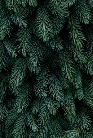 Alaska spruce, Slack spruce, Firm spruce(Picea laxa)