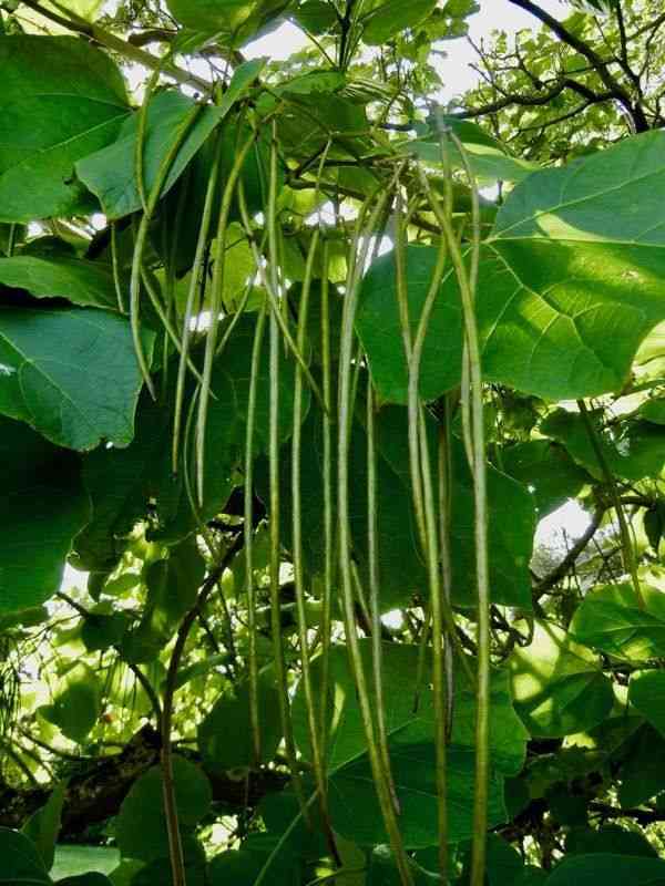 Chinese catalpa(Catalpa ovata)
