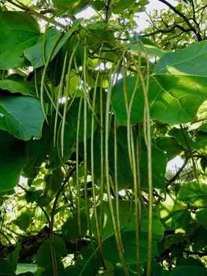 Chinese catalpa(Catalpa ovata)