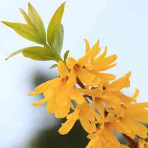 Greenstem forsythia(Forsythia viridissima)
