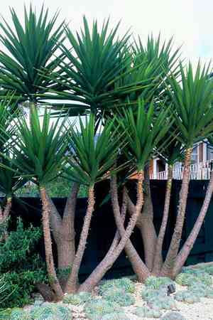 Spanish dagger(Yucca gloriosa)