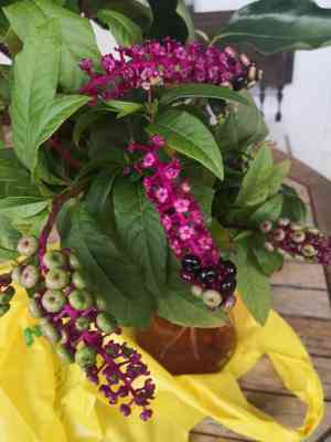 Southern pokeweed(Phytolacca bogotensis)