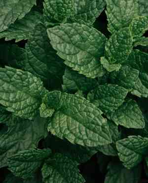 Spearmint(Mentha spicata)