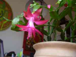 Schlumbergera russelliana(Schlumbergera russelliana)