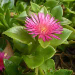Baby sun rose(Mesembryanthemum cordifolium)
