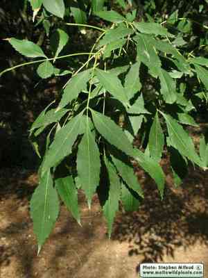Narrow-leaved ash(Fraxinus angustifolia)