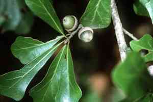 Water oak(Quercus nigra)
