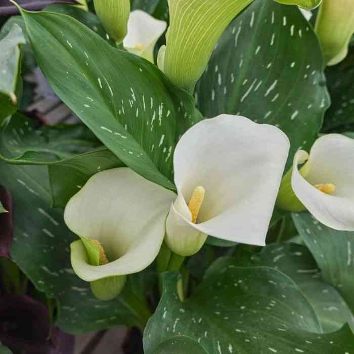 Calla lily(Zantedeschia aethiopica)