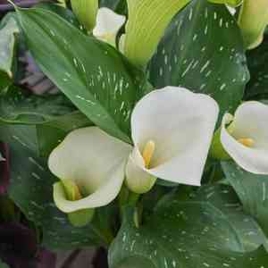 Calla lily(Zantedeschia aethiopica)