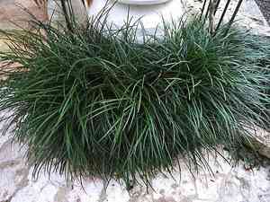 Dwarf lilyturf(Ophiopogon japonicus)
