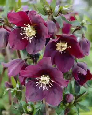 Lenten rose(Helleborus orientalis)