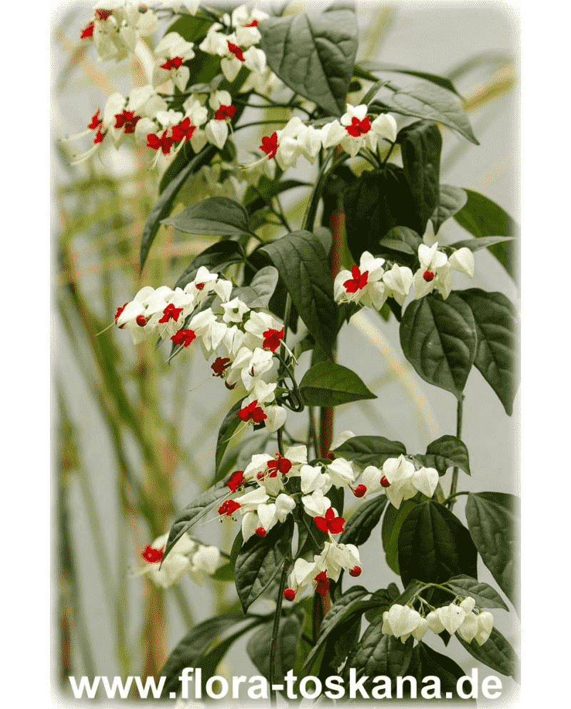 Bleeding-heart vine(Clerodendrum thomsoniae)
