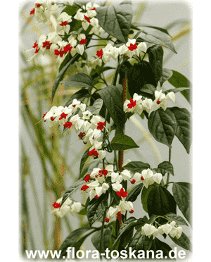 Bleeding-heart vine(Clerodendrum thomsoniae)