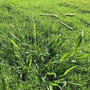 Dallis grass(Paspalum dilatatum)