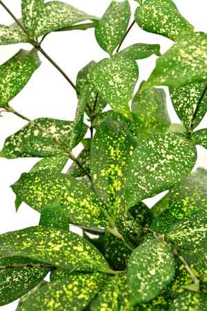 Gold dust dracaena(Dracaena surculosa)