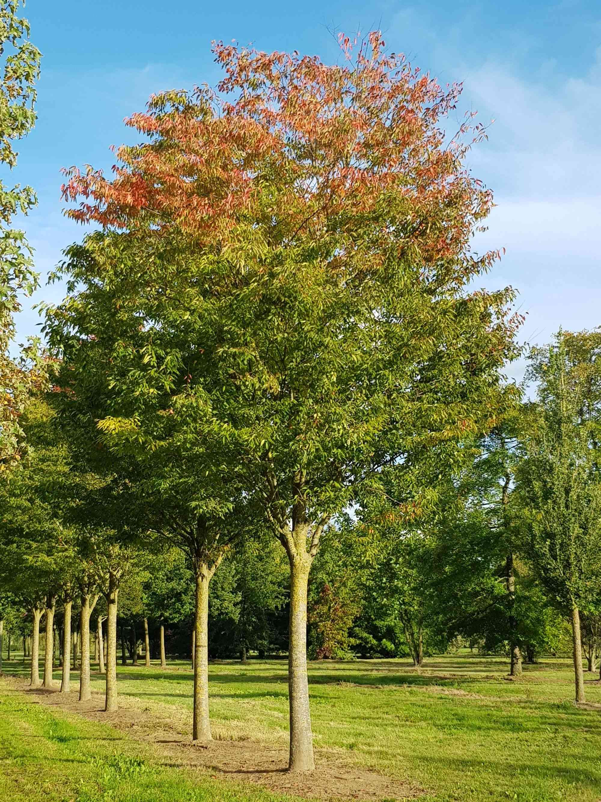 Japanese zelkova(Zelkova serrata)