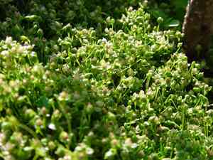 Bird's-eye Pearlwort(Sagina procumbens)