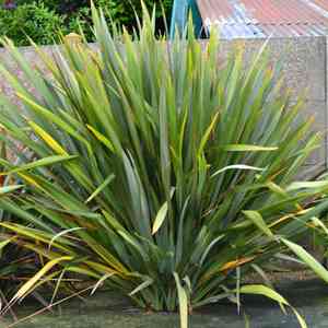 New zealand flax(Phormium tenax)