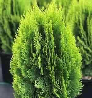 Oriental arborvitae(Platycladus orientalis)