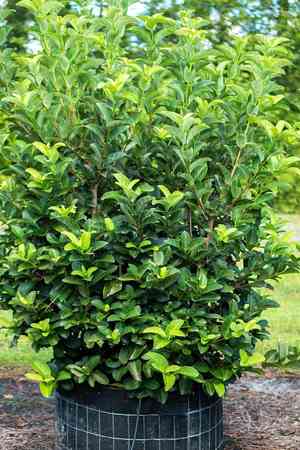 Sweet viburnum(Viburnum odoratissimum)