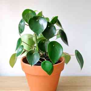 Peperomia polybotrya(Peperomia polybotrya)