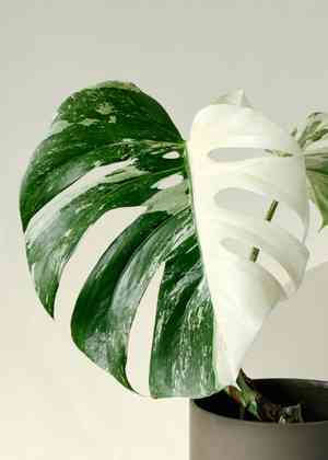 Swiss cheese plant(Monstera deliciosa)